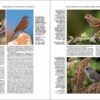 Handbook of the Birds of the World - Volume 16 sample page