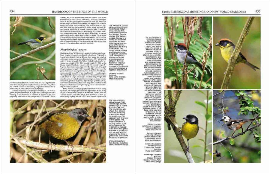 Manual de las Aves del Mundo - Volumen 16 página de muestra