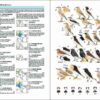 Birds of South Asia - 图片 2