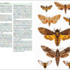 Insectos de España y Europa - 图片 2
