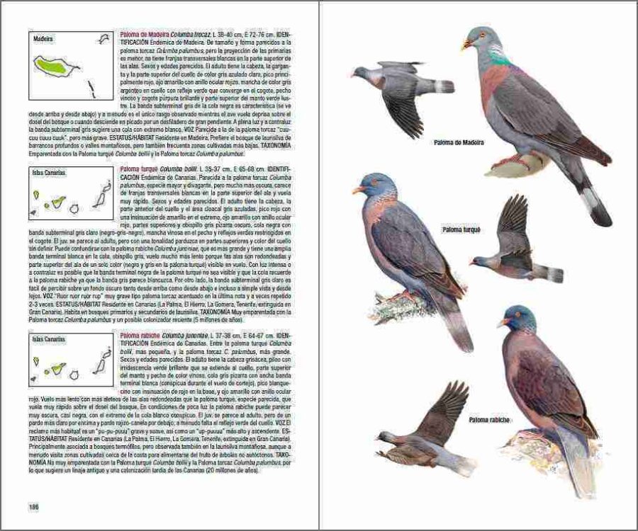 Aves de Macaronesia página de muestra