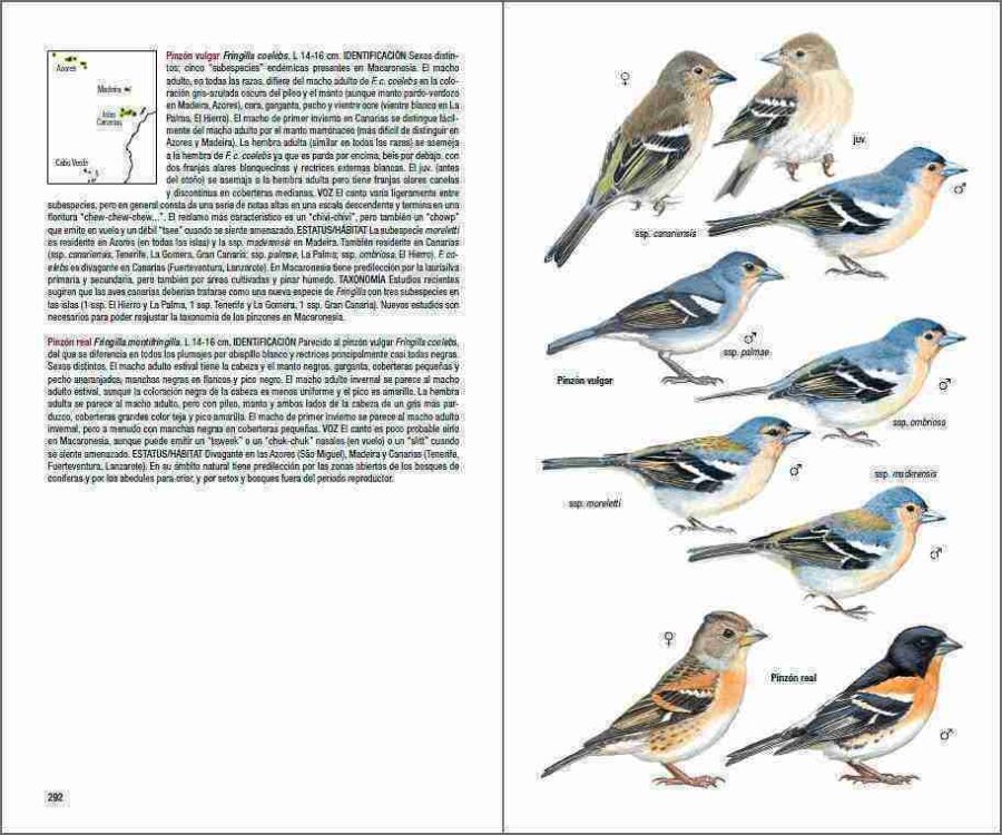 Aves de Macaronesia página de muestra