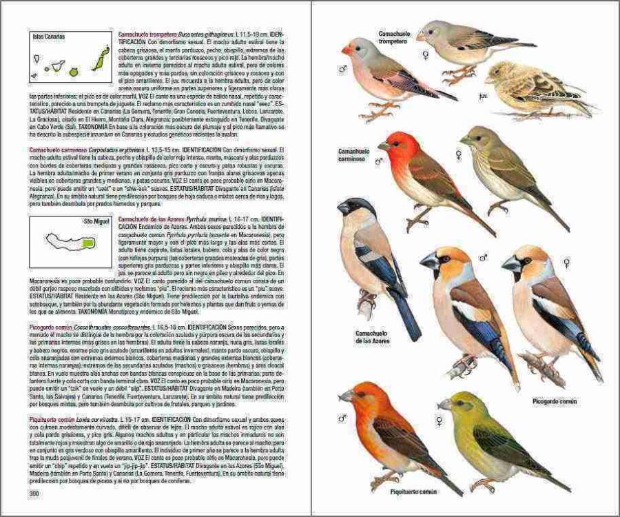 Aves de Macaronesia página de muestra