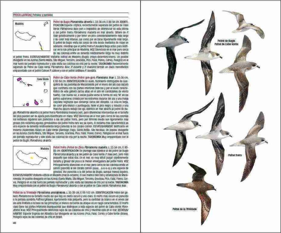 Pàgina de mostra Aves de Macaronèsia