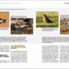 Rare Birds of the Canary Islands / Aves raras de las Islas Canarias sample page