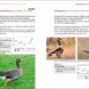 Rare Birds of the Canary Islands / Aves raras de las Islas Canarias sample page