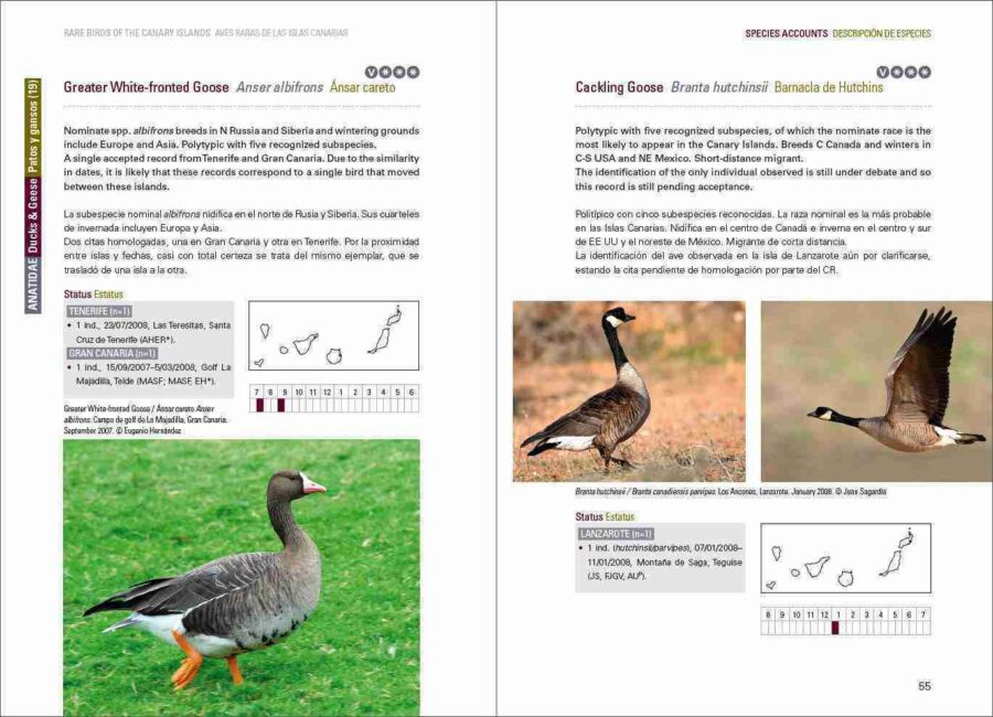 Aves raras de las Islas Canarias / Aves raras de las Islas Canarias sample page