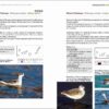 Rare Birds of the Canary Islands / Aves raras de las Islas Canarias sample page