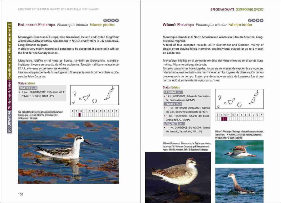 Rare Birds of the Canary Islands / Aves raras de las Islas Canarias pàgina de mostra