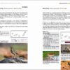 Rare Birds of the Canary Islands / Aves raras de las Islas Canarias sample page