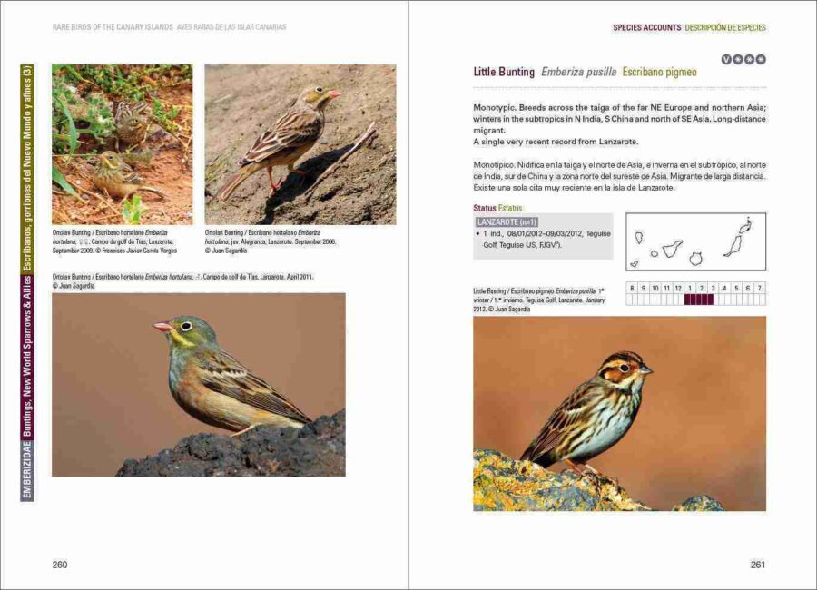 Aves raras de las Islas Canarias / Aves raras de las Islas Canarias sample page