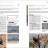 Rare Birds of the Canary Islands / Aves raras de las Islas Canarias sample page