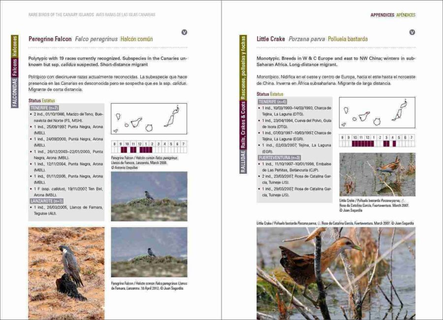 Rare Birds of the Canary Islands / Aves raras de las Islas Canarias pàgina de mostra