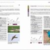 Rare Birds of the Canary Islands / Aves raras de las Islas Canarias sample page